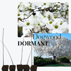 Set of 10 Kousa Dogwood Trees Live Plants Bare Root, 12-18 Inches Tall, Ready for Planting, Kousa Flowering Dogwood Tree Seedling, Dormant, No Leaf