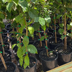 Pack 5 Kousa Flowering Dogwood Trees Live Plants, Ready for Planting, Kousa Dogwood Tree Seedling, Dormant, No Leaf, 1 to 1.5 Ft Tall