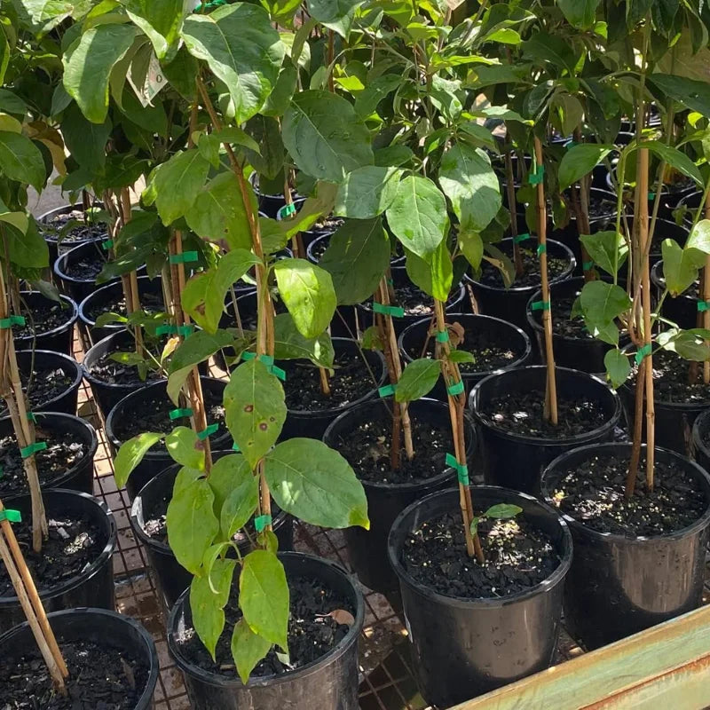 Pack 10 White Flowering Dogwood Trees Live Plants, Ready for Planting, White Dogwood Tree Seedling, Dormant, No Leaf, 1 to 1.5 Ft Tall