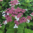 Lacecap Petals Hydrangea Live Plant Bush Shrub for Planting, 4 to 8 Inc Tall, Hydrangea Plant Tree