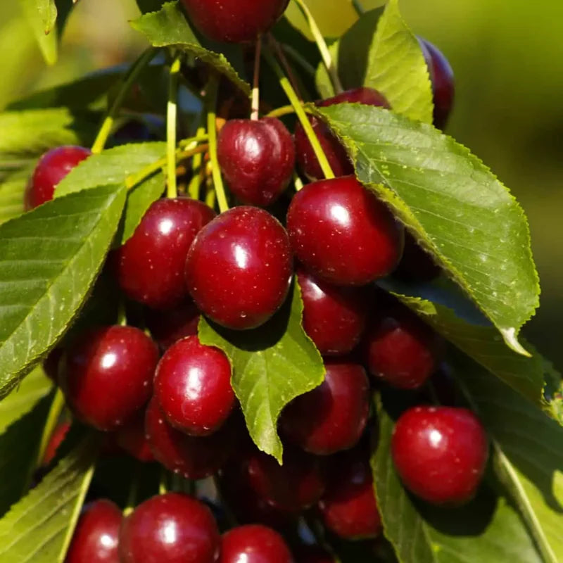 Hardy Cherry Tree Live Plant, 3-4 Feet Tall in 3 Gallon Pot, Classic Cherry Plant for Reliable Outdoor Yields