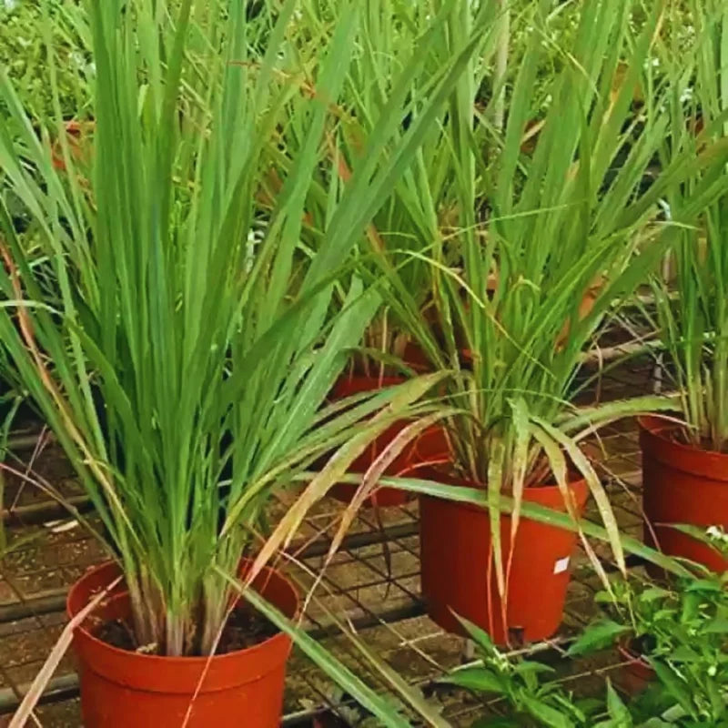 Large Combo 10 Lemon Grass Stalks Plants for Outside Live, Bare Root Lemongrass Plants Live Fresh Well-Rooted, Lemongrass Herb Plants