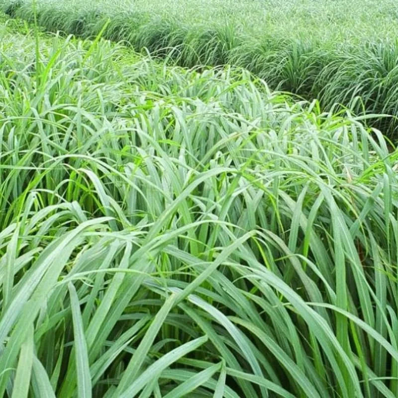 Large Combo 20 Lemon Grass Stalks Plants for Outside Live, Bare Root Lemongrass Plants Live Fresh Well-Rooted, Lemongrass Herb Plants