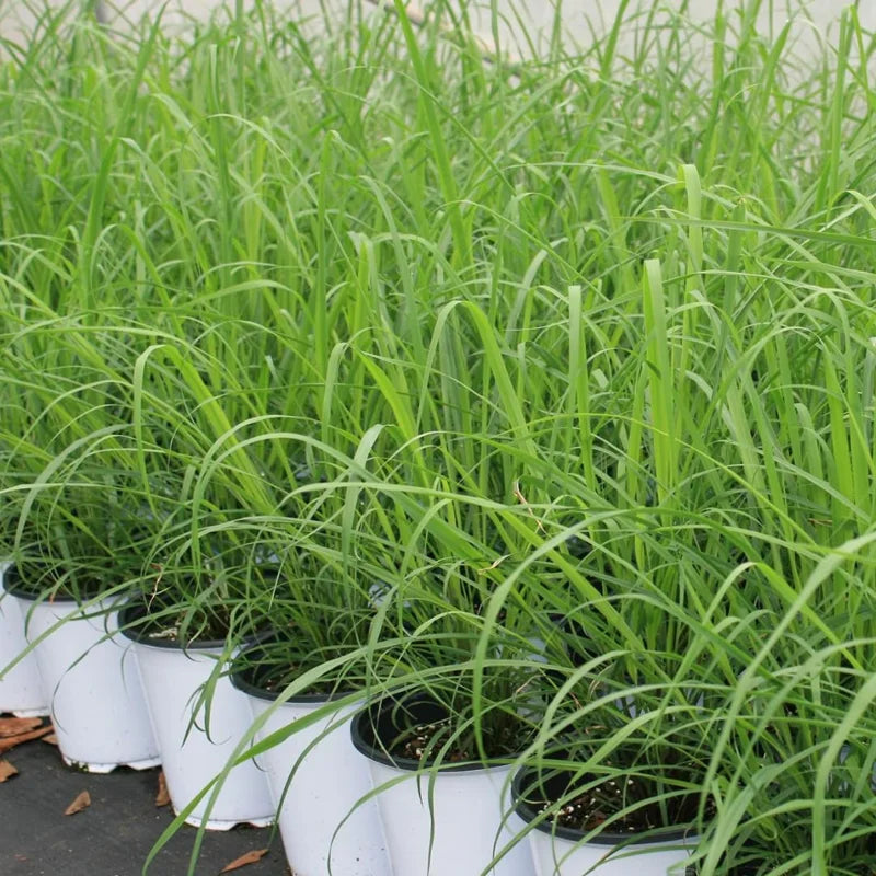 10 Large Lemon Grass Stalks Plants for Outside Live, Bare Root Lemongrass Plants Live Fresh Well-Rooted, Lemongrass Herb Plants, No Pot