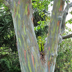 Large Rainbow Eucalyptus Tree Live Plant in Pot - 4 to 6 Feet Tall, Colorful Bark, Ideal for Outdoor Gardens and Landscapes