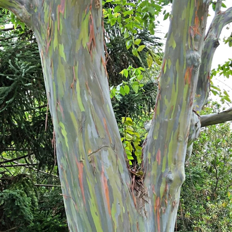 Large Rainbow Eucalyptus Tree Live Plant in Pot - 4 to 6 Feet Tall, Colorful Bark, Ideal for Outdoor Gardens and Landscapes