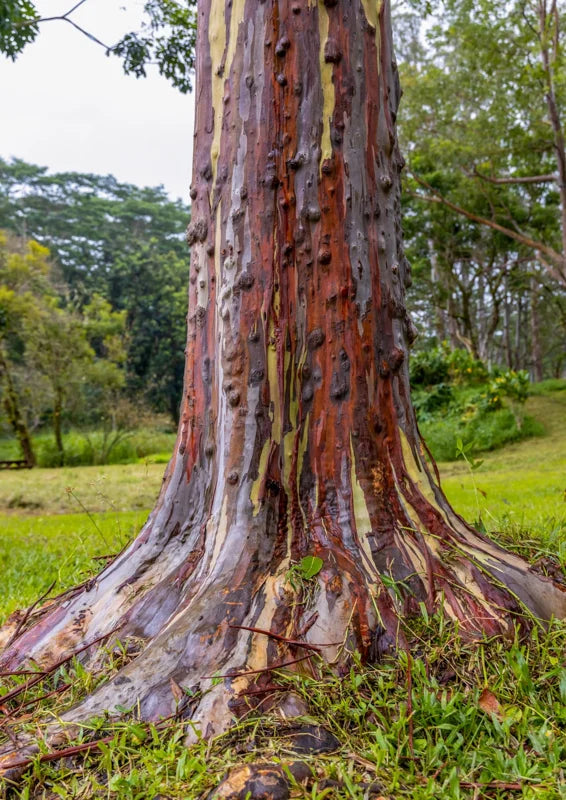 Large Rainbow Eucalyptus Tree Live Plant, 4 to 6 Feet Tall, Colorful Bark, Ideal for Outdoor Gardens and Landscapes