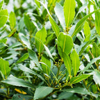 Laurus Nobilis Bay Leaf Tree 4-6'' Bay Laurel Culinary Herb