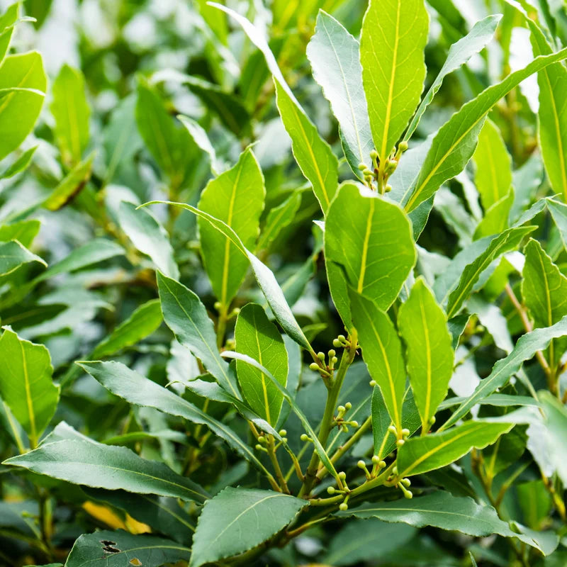 Laurus Nobilis Bay Leaf Tree 4-6'' Bay Laurel Culinary Herb