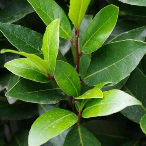 Laurus Nobilis Bay Leaf Tree Plant Live, 4 to 7 Inc Bay Laurel Sweet Bay Live Plant for Planting, Fragrant Bayleaf Tree, Bare Root, Well-Rooted Plant Live