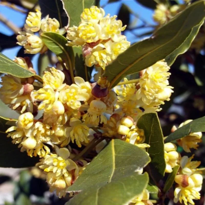 Pack 2 Bay Leaf Trees Live Plants, Laurus Nobilis Trees Live Plants, Sweet Bay Plant Live, Fragrant Bayleaf Tree, Laurel Bay Leaves Bare Root, 4 to 7 Inc Well-Rooted Plant Live