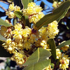 Pack 2 Bay Leaf Trees Live Plants, Laurus Nobilis Trees Live Plants, Sweet Bay Plant Live, Fragrant Bayleaf Tree, Laurel Bay Leaves Bare Root, 4 to 7 Inc Well-Rooted Plant Live