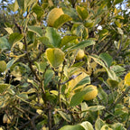 Lemon Tree Live Plant, Varigated Lemon Tree, Pink Lemon Fruit Tree, Varigated Pink Lemon 2 To 3 Feet Height Live In Pot No Ship To CA