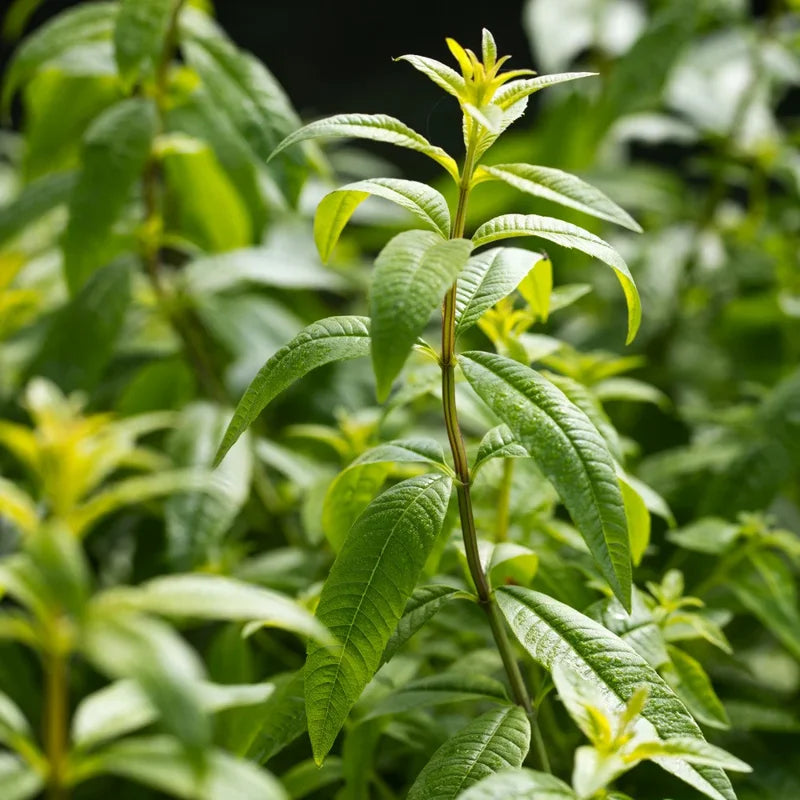Lemon Verbena Live Plant – Fragrant Perennial Herb in 4-Inch Pot, Ideal for Indoor and Outdoor Culinary Gardens