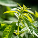 Lemon Verbena Live Plant – Fragrant Perennial Herb in 4-Inch Pot, Ideal for Indoor and Outdoor Culinary Gardens