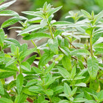 Lemon Verbena Live Plant – Fragrant Perennial Herb in 4-Inch Pot, Ideal for Indoor and Outdoor Culinary Gardens