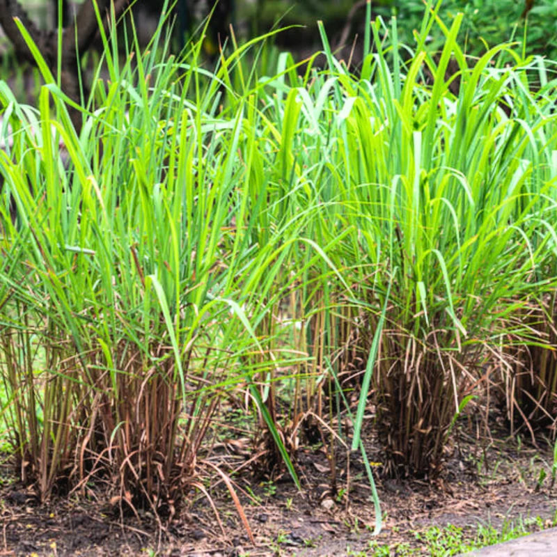 Lemongrass Live Plants Set of 2 5-9 Inches Green Indoor Outdoor Herbs