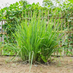 Lemon Grass Live Plant Set of 2 for Indoor Outdoor Gardens Green Herbs