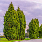 Leyland Cypress Plant 2.5 inch Pot - Evergreen Tree - Fast Growing Privacy Screen