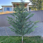 Leyland Cypress Roots Set - 15 Pack - 4-6 Inch Seedlings for Fast Growth
