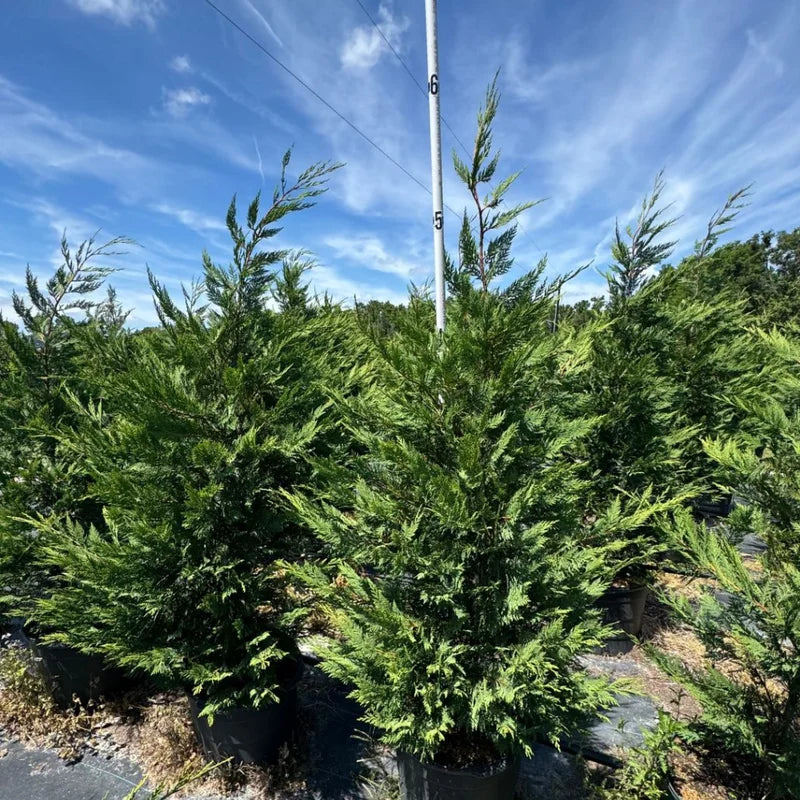 Leyland Cypress Roots Set of 30 - 4-6 Inch - Fast Growing Evergreen Trees