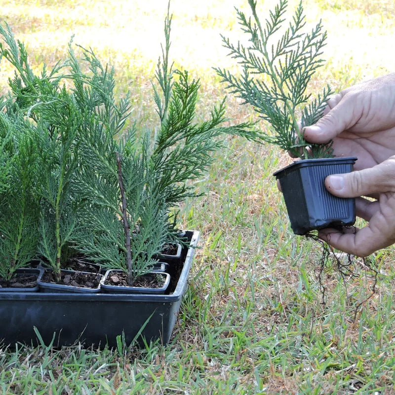 Leyland Cypress Roots Set - 10 Pack Young Trees 4-6 Inch