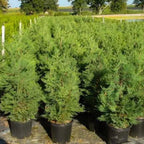 Leyland Cypress Roots Set - 10 Pack Young Trees 4-6 Inch