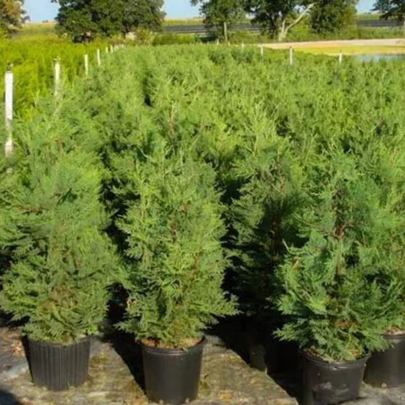 Leyland Cypress Roots Set - 10 Pack Young Trees 4-6 Inch