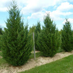 Leyland Cypress Roots Set of 30 - 4-6 Inch - Fast Growing Evergreen Trees