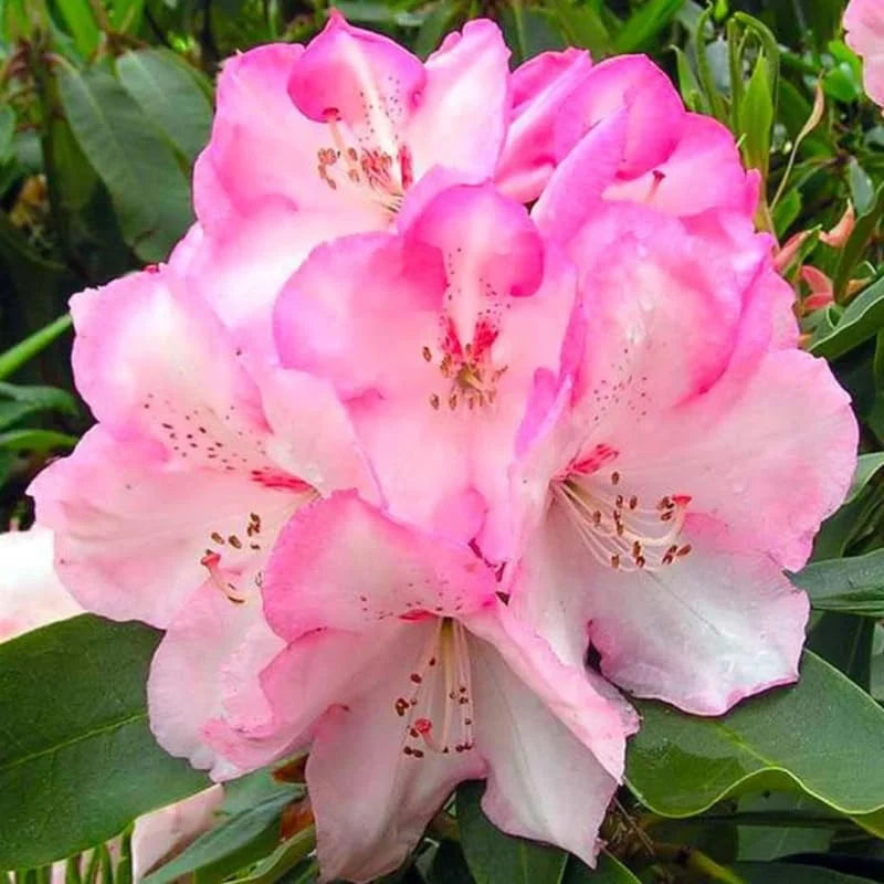 Azalea Rhododendron Tree Light Pink Rhododendron Azalea Bush Shrub Tree Plant - 1-2 Year Old Li ...