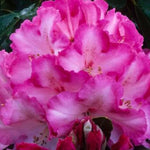 Light Pink Rhododendron Azalea Bush Shrub Tree Plant - 1-2 Year Old Live Plant