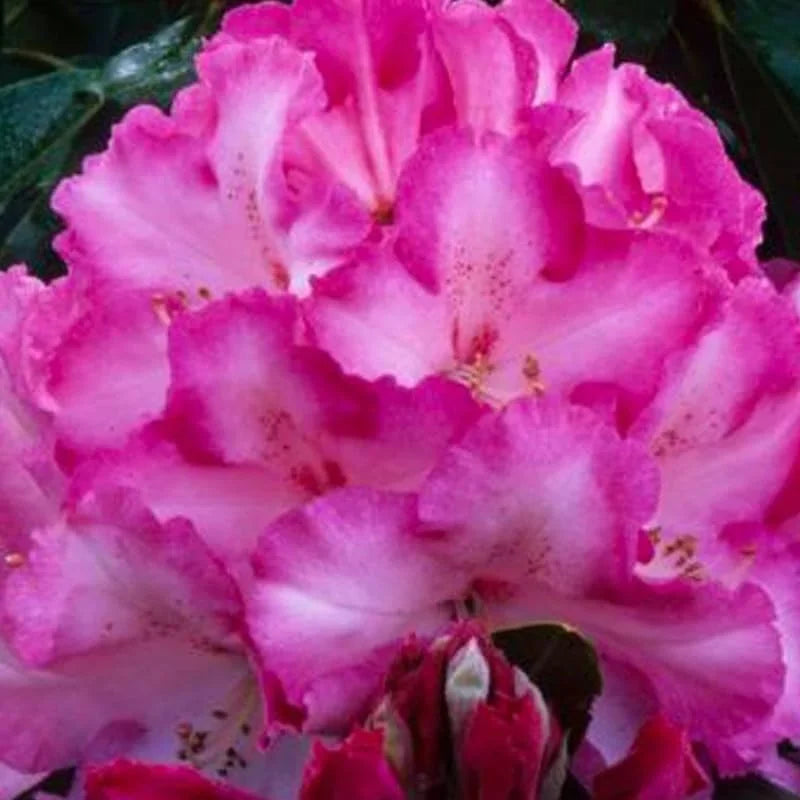 Light Pink Rhododendron Azalea Bush Shrub Tree Plant - 1-2 Year Old Live Plant