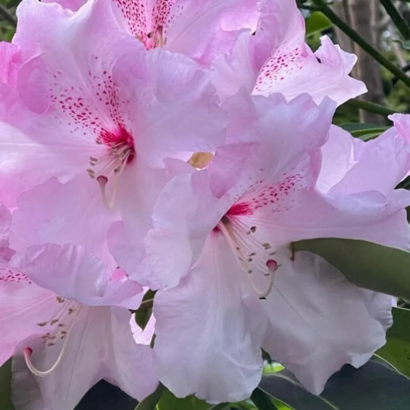 Light Pink Rhododendron Plant Live Azalea Bush - Ready to Plant Outdoor Shrub