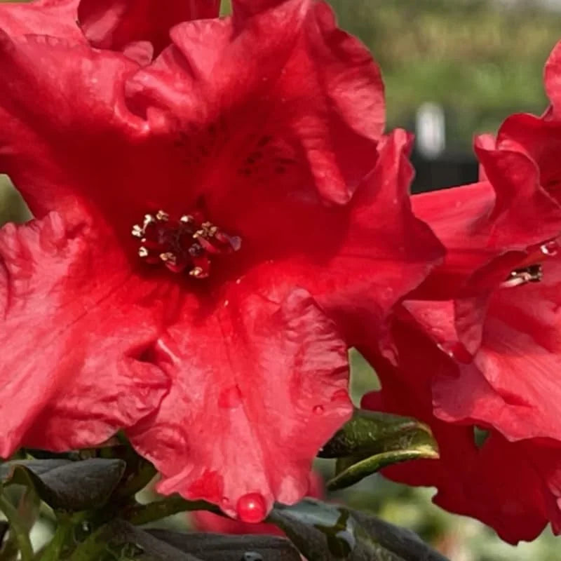 Light Red Rhododendron Plant Live Azalea Bush - Full Sun Ready to Plant