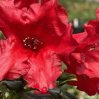 Light Red Rhododendron Plant Live Azalea Bush - Full Sun Ready to Plant
