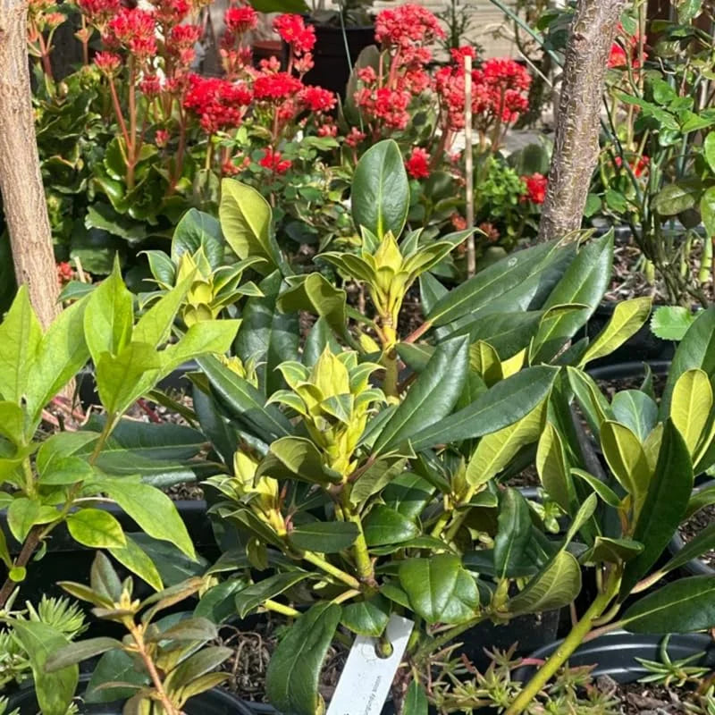 Pink Yellow Rhododendron Plant Live - Azalea Bush - Ready To Plant - Full Sun