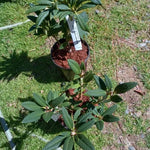 Red Rhododendron Plant Live Azalea Bush Ready to Plant Full Sun