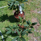 Red Rhododendron Plant Live Azalea Bush Ready to Plant Full Sun