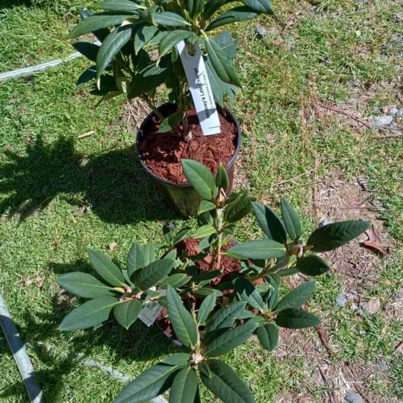 Pink Rhododendron Plant Live Azalea Dark Leaf Shrub Ready to Plant