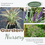 Lily Turf Liriope Muscari Live Plant Clump, 6 Inch Pot, Aztec Ornamental Grass Plant Live for Ground Cover or Edging