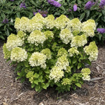 Lime Hydrangea Live Plant Bush Shrub for Planting, Hydrangea Plant Tree in Quart Pot
