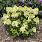 Lime Hydrangea Live Plant Bush Shrub for Planting, Hydrangea Plant Tree in Quart Pot