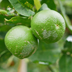 Lime Tree, Persian Lime Fruit Tree, Persian Lime Tree Live Plant 3 Feet Height Potted, Outdoor Fruit Tree No Ship To CA
