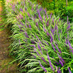 Liriope Muscari Plant, Lily Turf Grass Live Plant Clump, Aztec Ornameantal Grasses for Borders and Ground Cover, In 6 Inch Pot