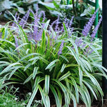 Liriope Ornamental Grass Plant Live, Aztec Grass Liriope Muscari Lily Turf Plant Live Clump, In 6 Inch Pot, Ground Cover Plants Or Border Grass