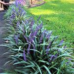 Purple Lilyturf Grass Live Plant - Liriope Muscari in Gallon Pot for Ornamental Groundcover