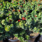 Little John Dwarf Bottlebrush Live Plant, 1 Ft Tall in 6 Inch Pot, Vibrant Flowering Bottlebrush for Gardens