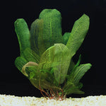 Live Aponogeton Aquarium Plants - Aquatic Bulbs for Freshwater Tanks