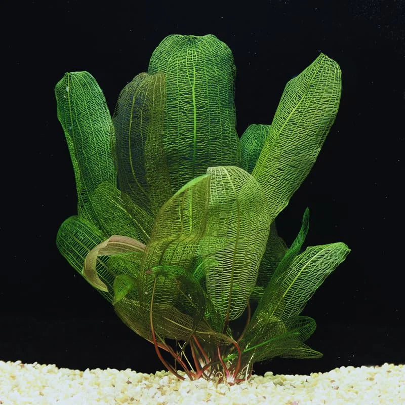 Live Aponogeton Aquarium Plants - Aquatic Bulbs for Freshwater Tanks
