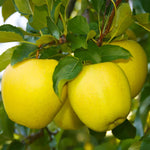 Live Apple Tree Plant – 2-3 Feet Tall Sweet Semi-Dwarf Fruit Tree for Fresh Apple Growing at Home